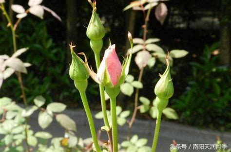 月季花苞|月季花苞到花開要多久？10天？50天？原來這樣做開。